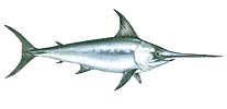 Sword fish  -  Schwertfisch