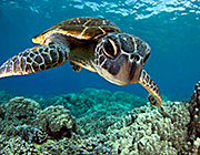 Caretta
                                sea turtle in cristal clear waters