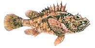 Small scaled Scorpion fish - Roter Drachenkopf 